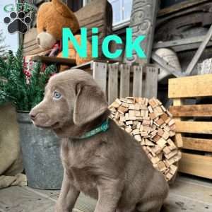 Nick, Silver Labrador Retriever Puppy